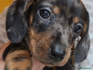 Miniature Dachshund dogs - Advert 29