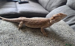 Bearded Dragon reptiles for sale: Bearded dragon with full set up  - Image 14