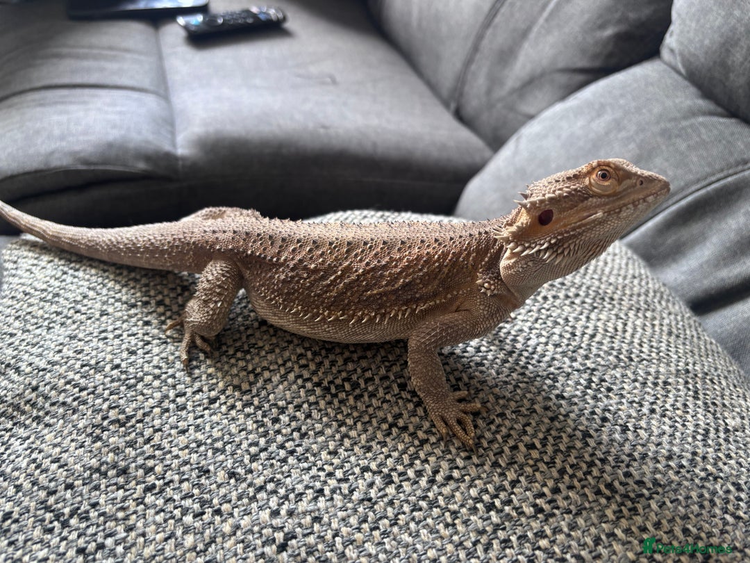 Bearded Dragon reptiles for sale: Bearded dragon with full set up  - Image 14