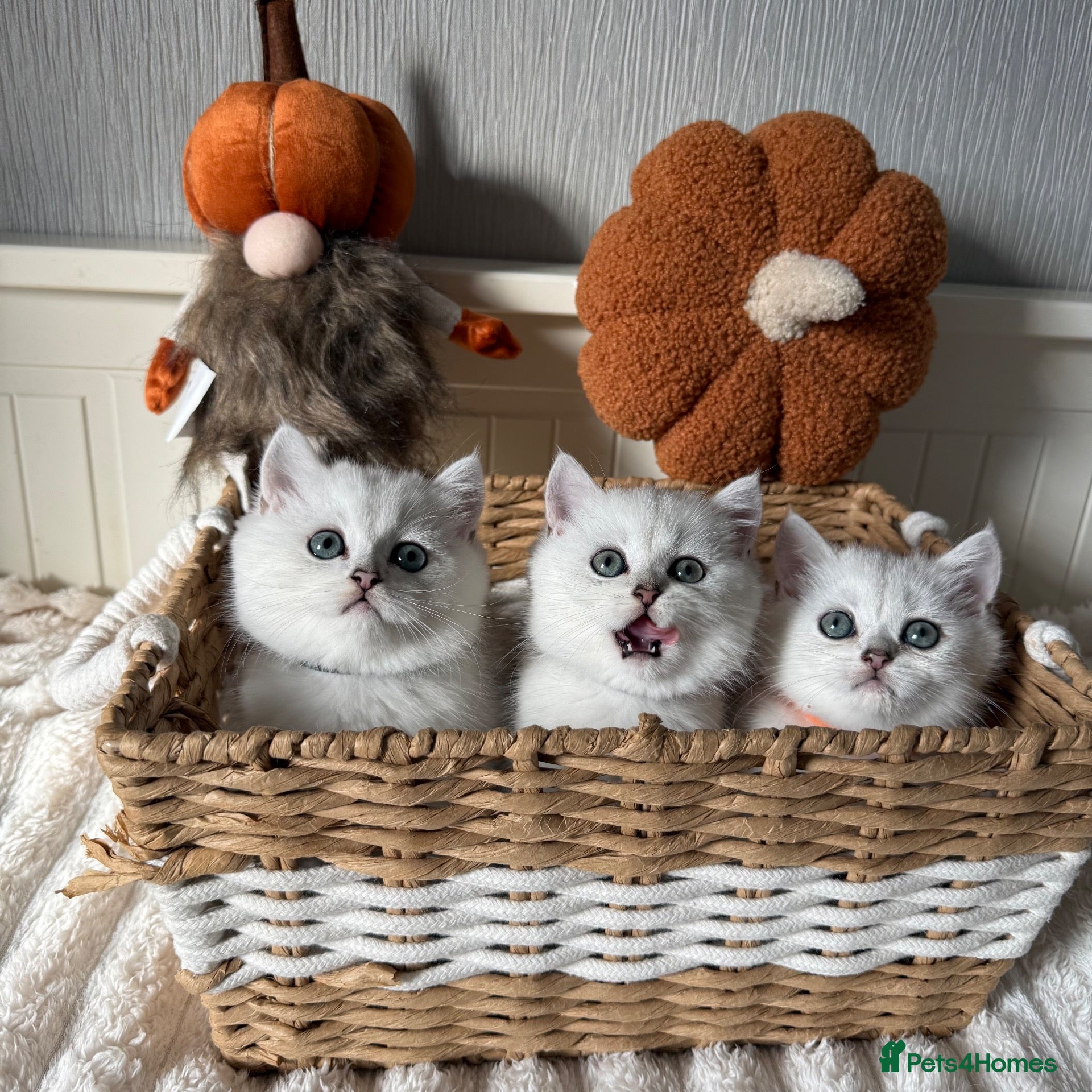 British Shorthair cats Exceptional Pedigree Silver British shorthairs 🩶 - Advert 7