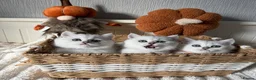 British Shorthair cats for sale: Exceptional Pedigree Silver British shorthairs 🩶 - Advert 6