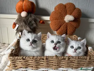 British Shorthair cats Exceptional Pedigree Silver British shorthairs 🩶 - Advert 7