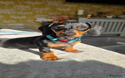 Dachshund dogs for sale: Ziggy 8 month Dachshund  - Image 8