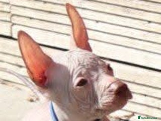 Mexican Hairless dogs - Advert 2