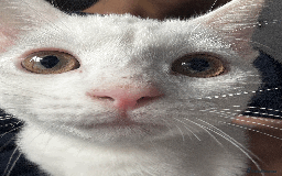 Turkish Angora cats for sale: 12 weeks old white cat - Image 2