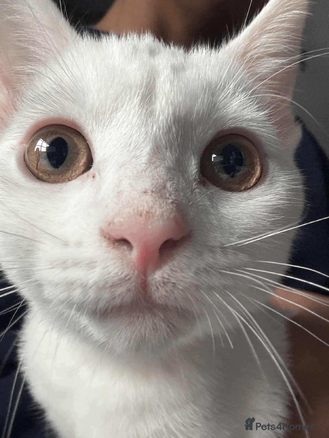 Turkish Angora cats for sale: 12 weeks old white cat - Image 2