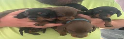 Dachshund dogs for sale: Dachshund puppies in Stourbridge - Advert 10