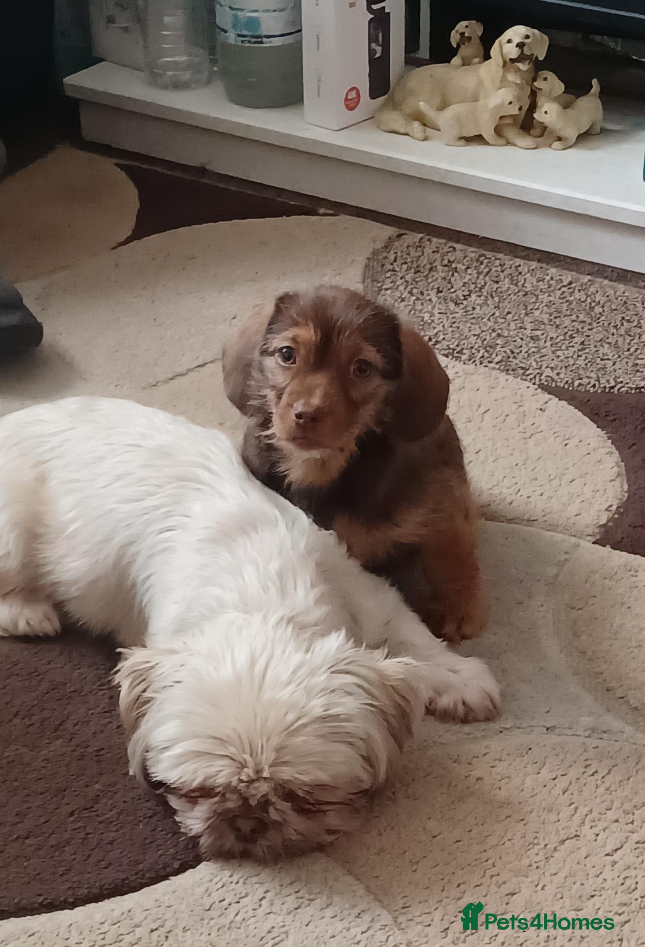 Mixed Breed dogs 💖 ONE SCHWEENIE LITTLE GIRL AVAILABLE 💖 - Advert 18