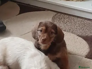 Mixed Breed dogs 💖 ONE SCHWEENIE LITTLE GIRL AVAILABLE 💖 - Advert 18