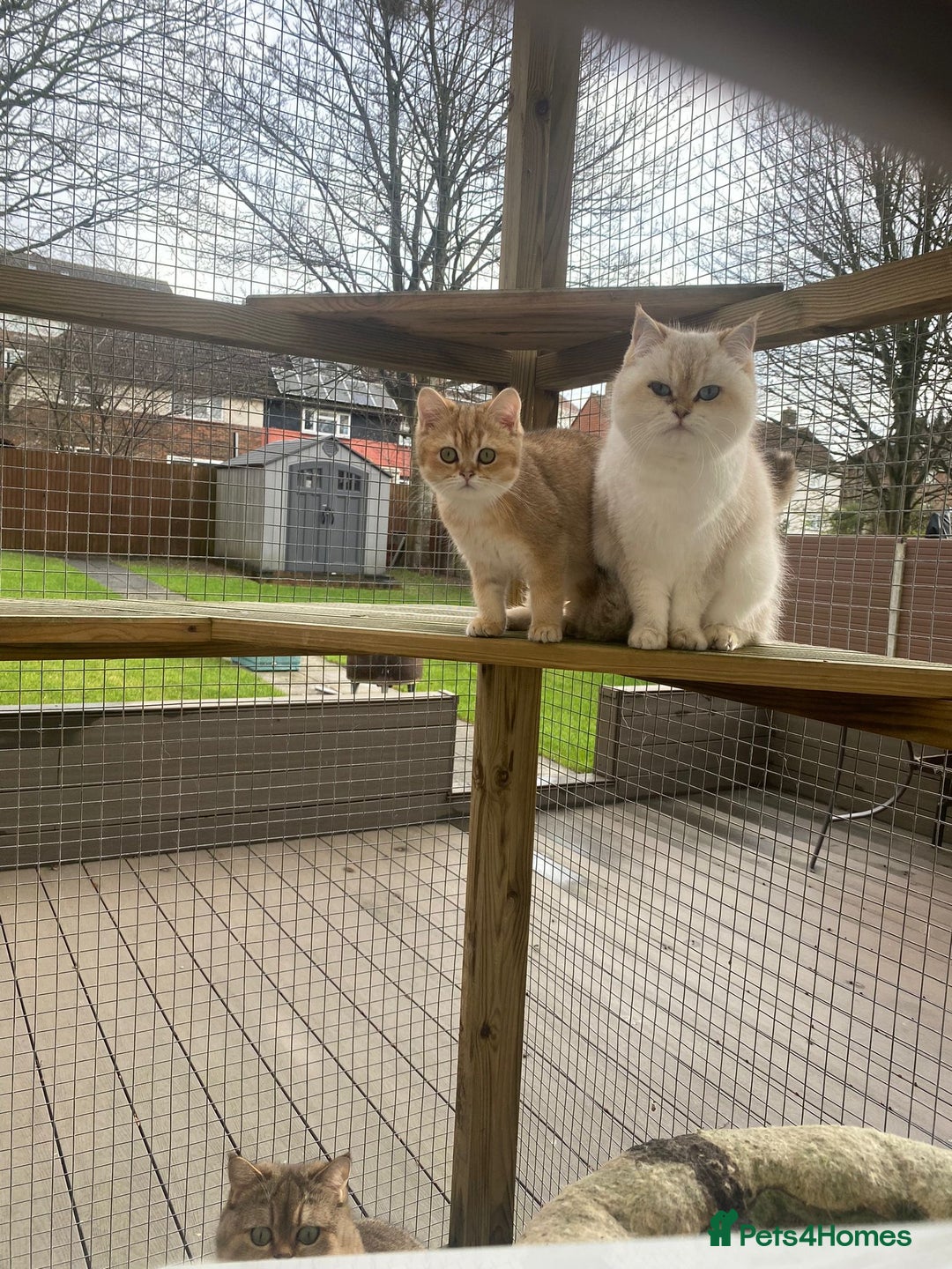 Scottish Fold cats for sale: Beautiful Scottish Straight cats  - Advert 2