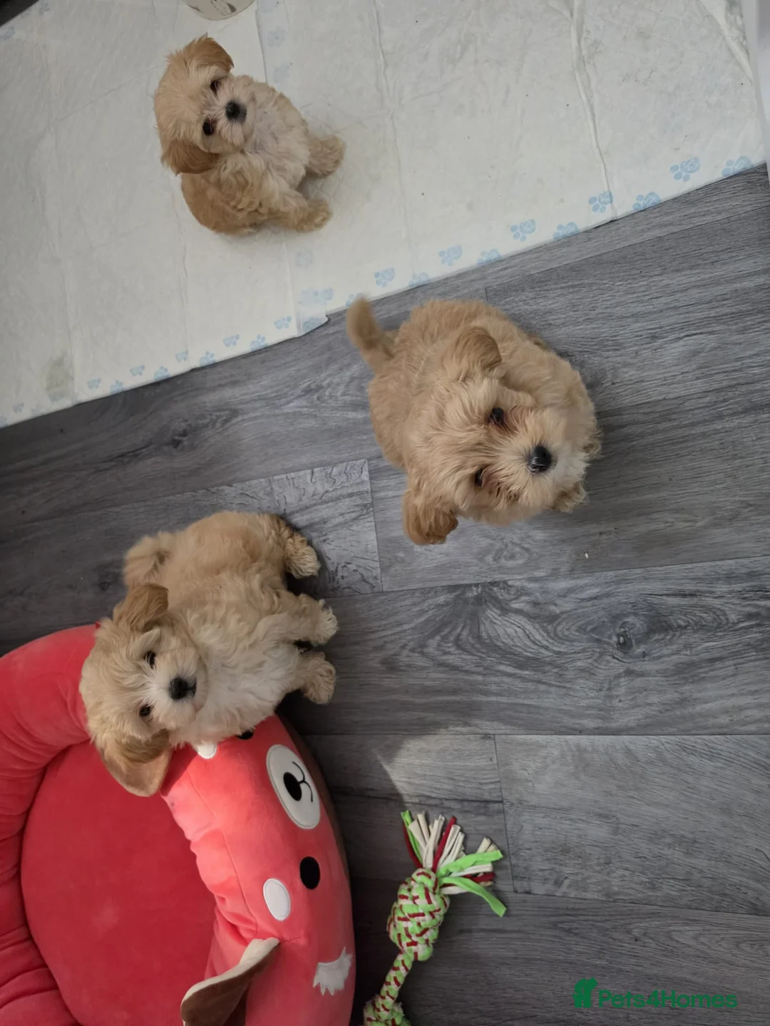 Maltipoo dogs for sale: 2  F1 Asian small Maltipoo Girls - Advert 38