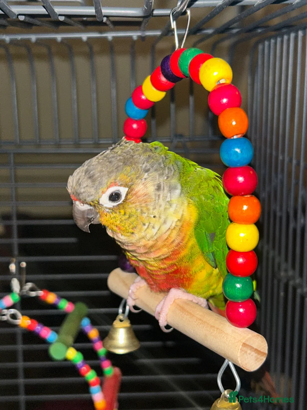 Conures birds for sale: Bonded pair of conures  in Gosport - Advert 8