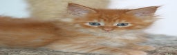 Maine Coon cats for sale: Handsome Maine Coon boys GCCF - Advert 7
