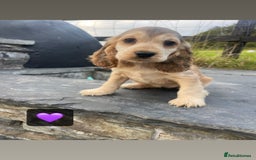 Cocker Spaniel dogs for sale: KC & H/tested Show Cocker Spaniels  - Image 2