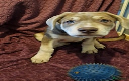 Mixed Breed dogs for sale: German shepard **tiff - Image 5