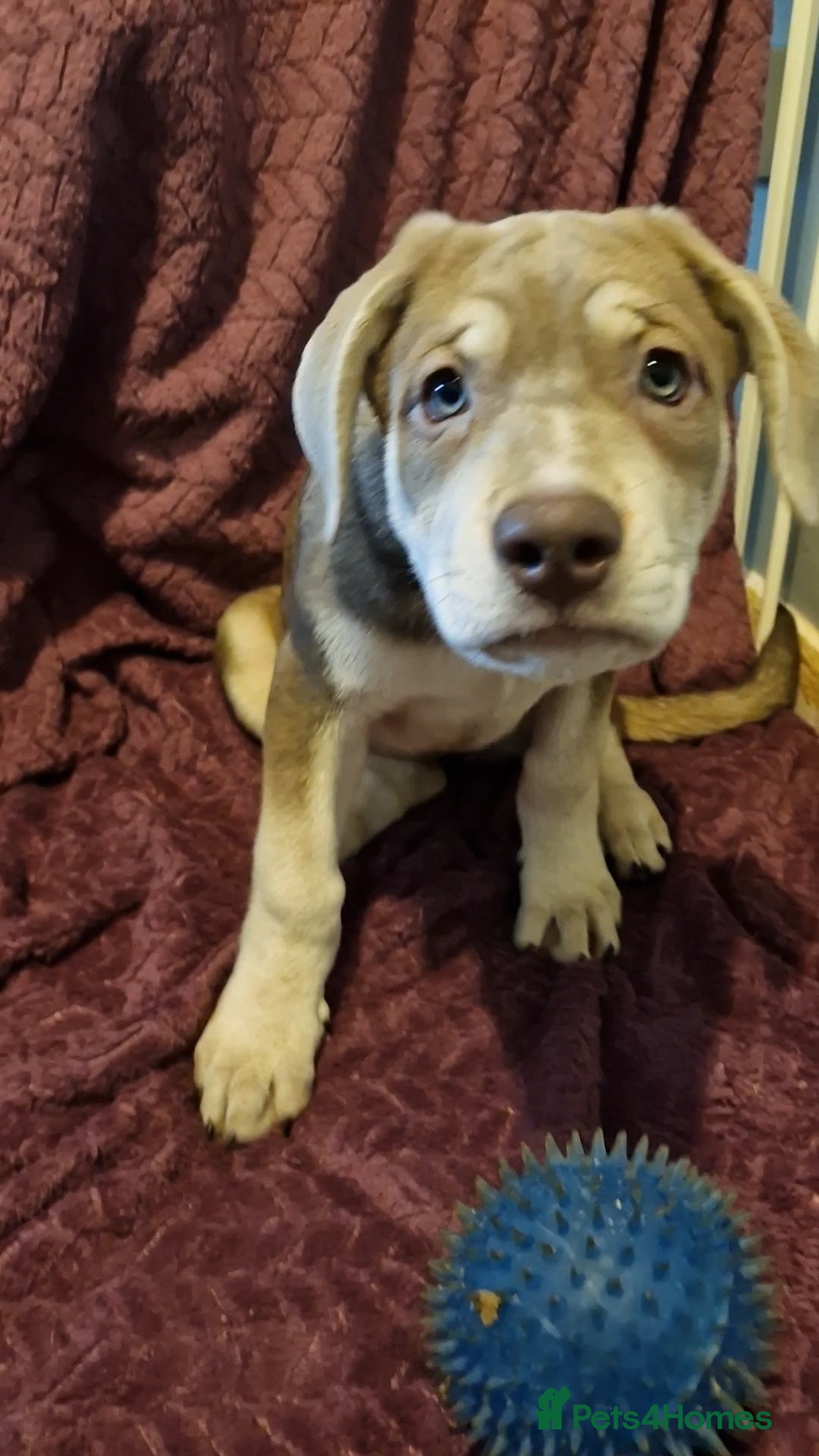 Mixed Breed dogs for sale: German shepard **tiff - Image 5