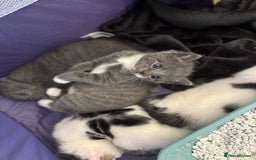 Mixed Breed cats for sale: Beautiful kittens ready for 5/11/28 - Image 16