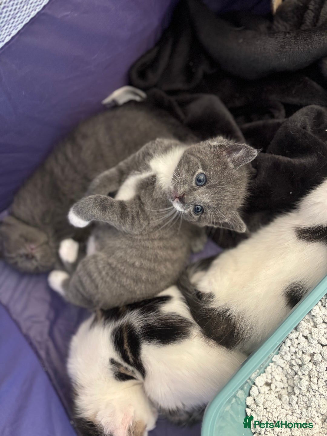 Mixed Breed cats for sale: Beautiful kittens ready for 5/11/28 - Image 16