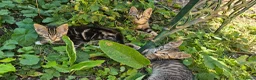 Mixed Breed cats for sale: Cute tabby kittens in London - Advert 14