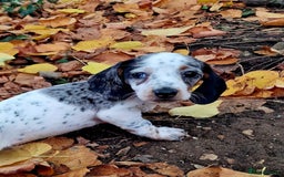 Miniature Dachshund dogs for sale: Quality mini dachshund puppies 💜 - Image 10