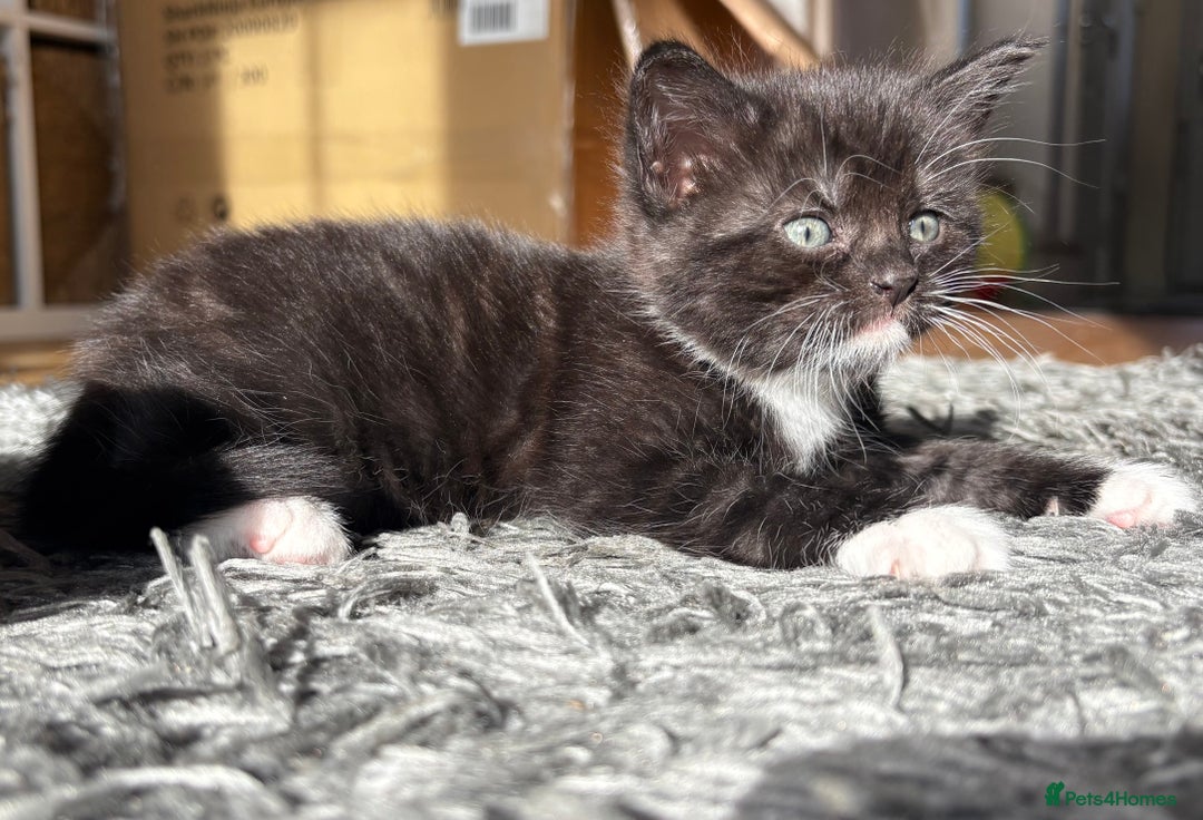 British Shorthair cats for sale: Female Kittens - Image 9