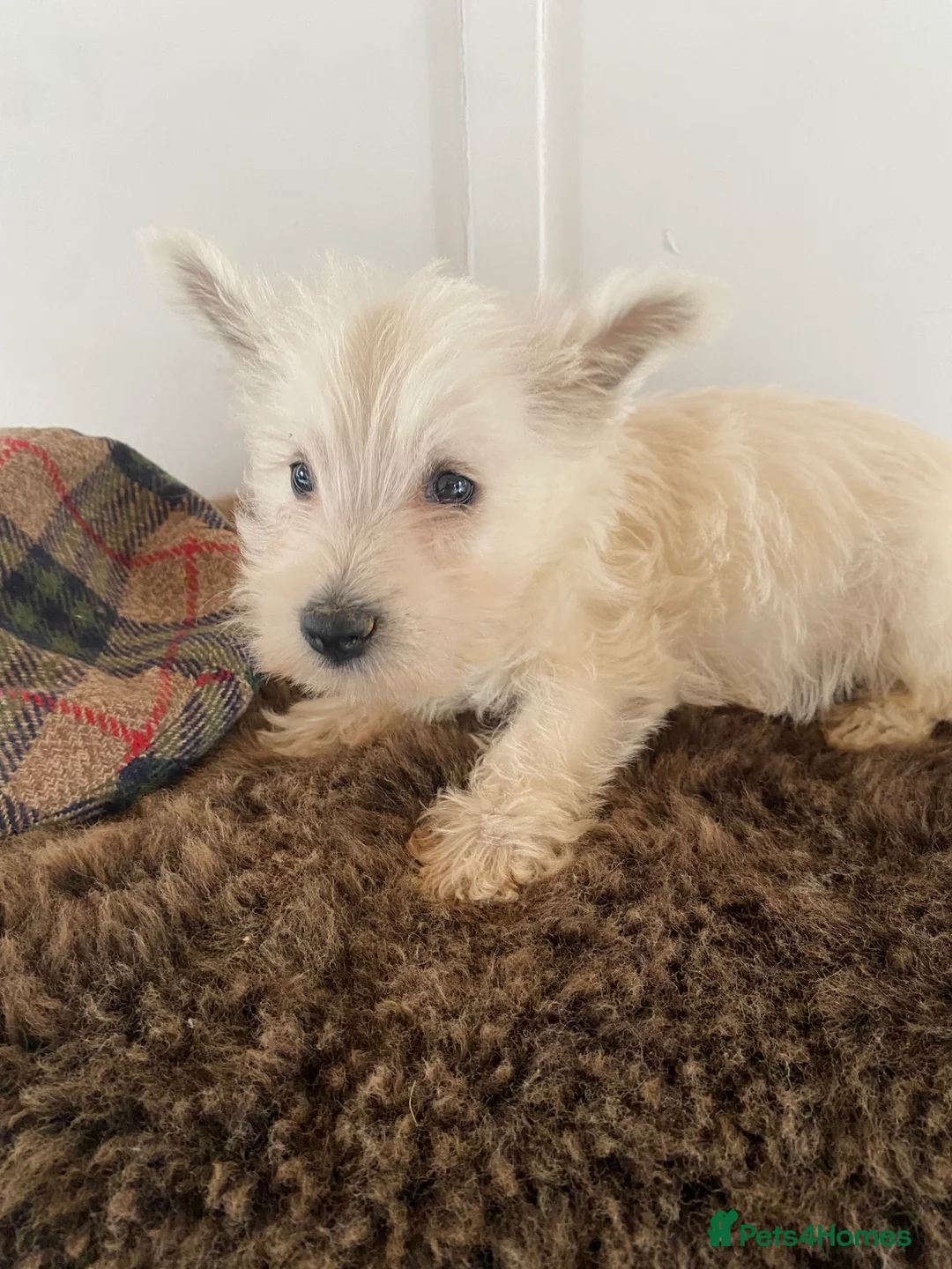 West Highland Terrier dogs for sale: West highland terrier  - Advert 10