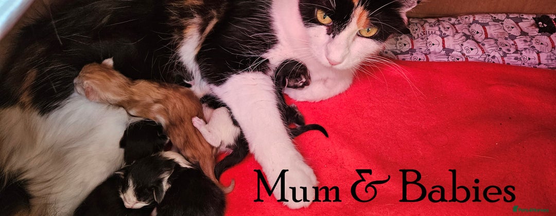 Maine Coon cats for sale: FABULOUS FLUFFY PEDIGREE MAINE COON KITTENS - Image 24