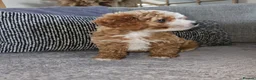 Cavapoo dogs for sale: 🧡 Cavapoo Boy! 🧡 in Kidderminster - Advert 7