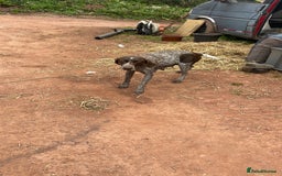 Mixed Breed dogs for sale: GDP and  griffen pointer f1 hybrid  - Image 3