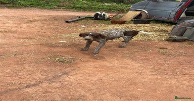 Mixed Breed dogs GDP and  griffen pointer f1 hybrid  - Advert 8