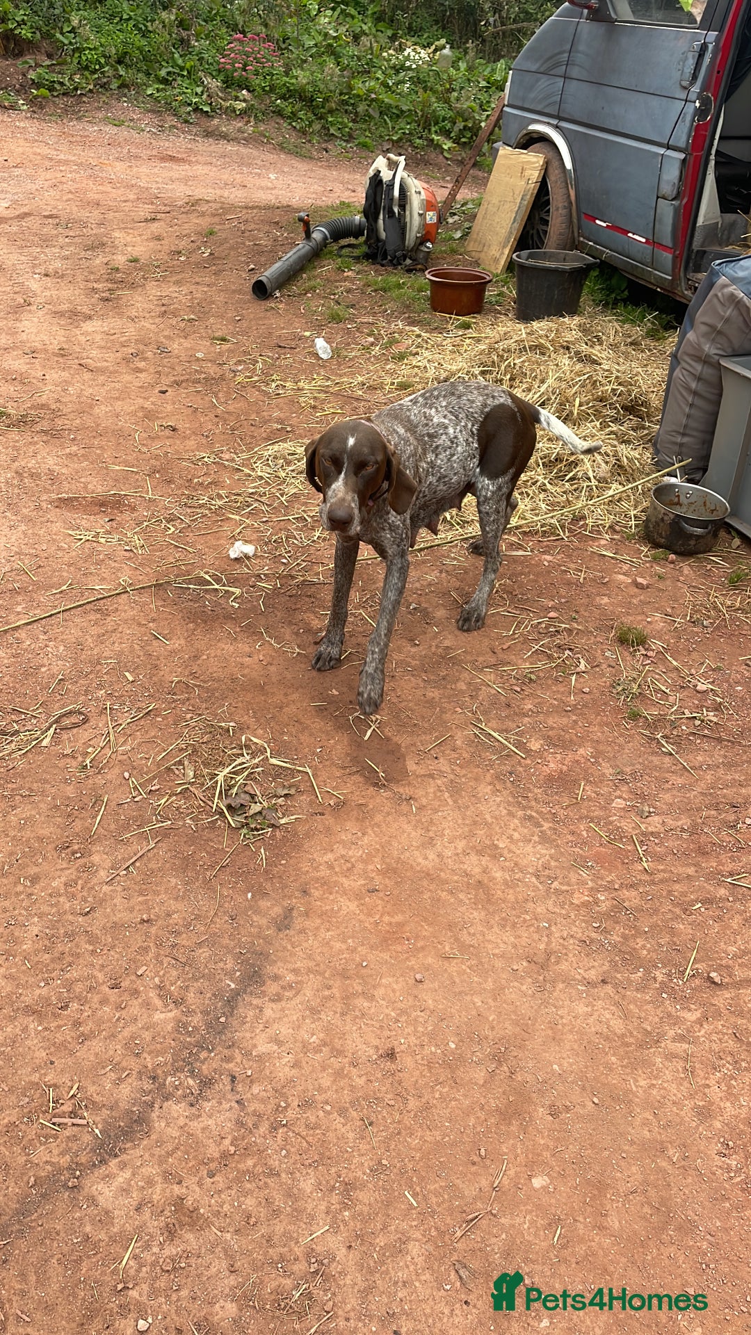 Mixed Breed dogs for sale: GDP and  griffen pointer f1 hybrid  - Image 3