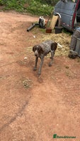 Mixed Breed dogs GDP and griffen pointer f1 hybrid - Advert 4