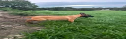 Belgian Shepherd Dog dogs for sale: Beautiful litter of Belgium Mally available  - Advert 4