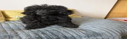 Toy Poodle dogs for sale: Toy poodle girl black 16 weeks old  - Advert 4