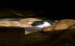 Mixed Breed cats for sale: Beautiful kittens for sale - Image 21