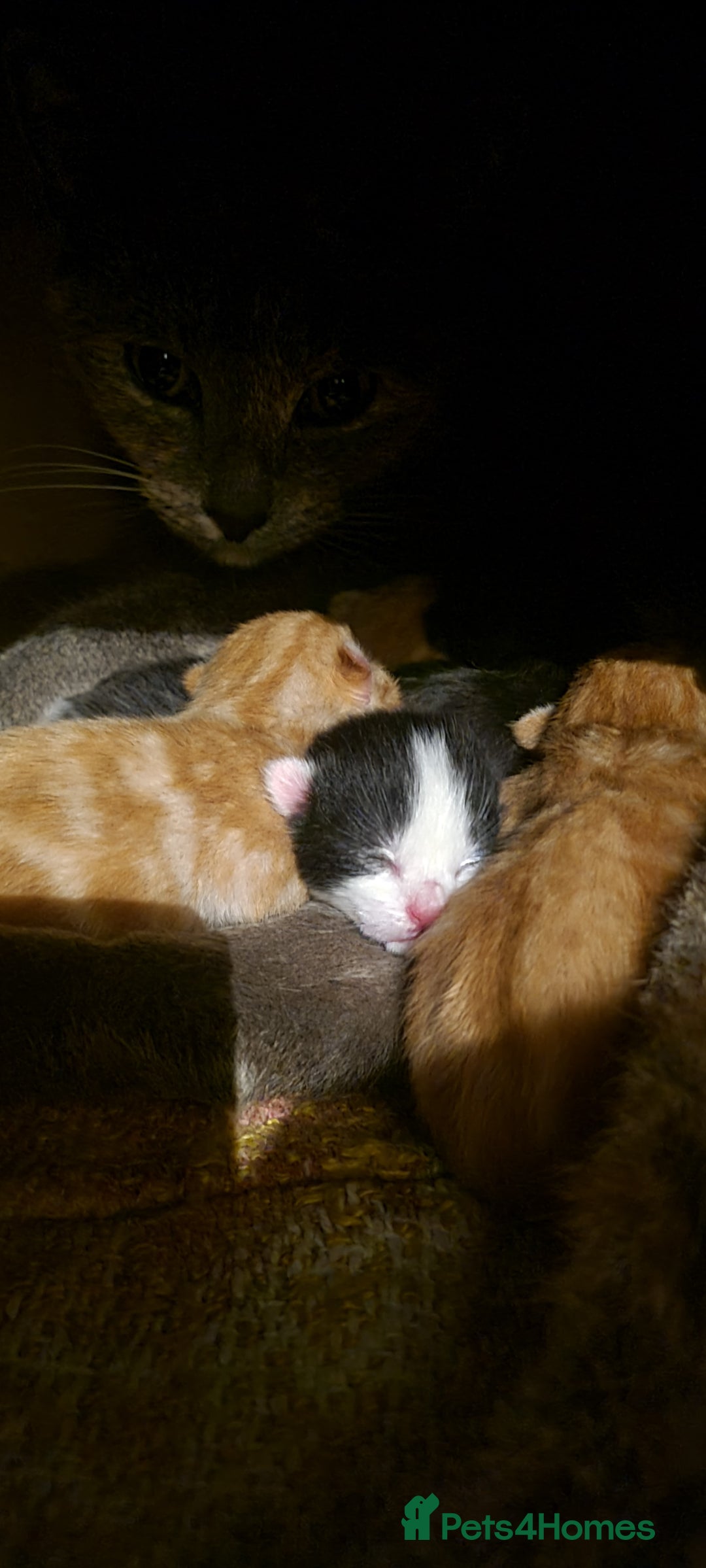 Mixed Breed cats for sale: Beautiful kittens for sale - Image 21