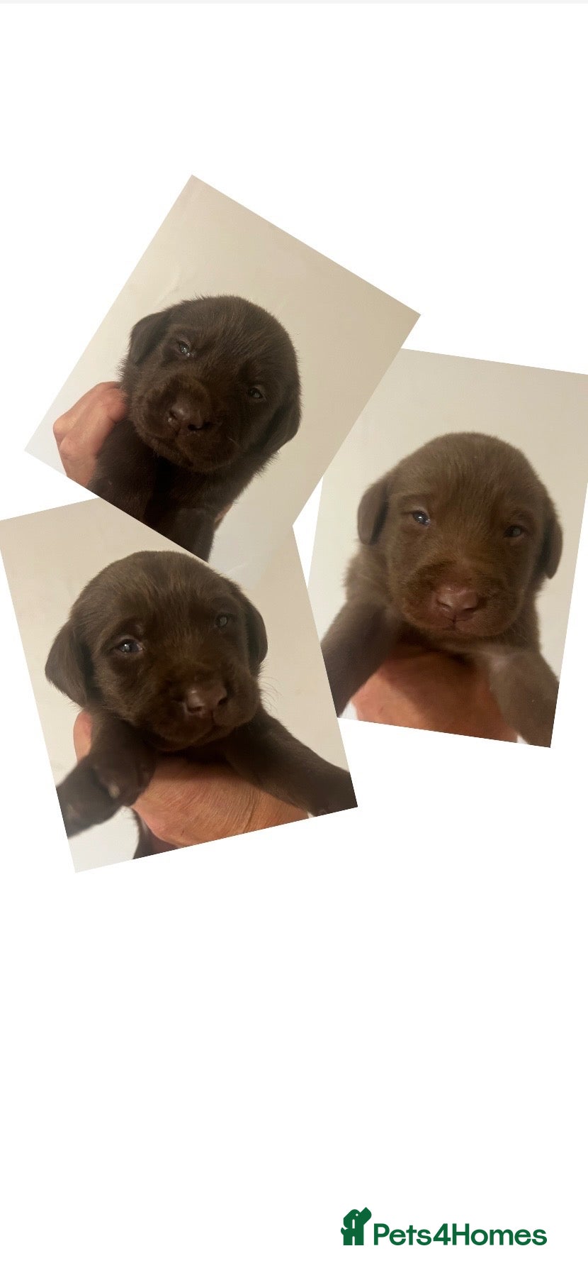 Labrador Retriever dogs KC CHOCOLATE LABRADOR PUPS HEALTH TESTED PARENTS - Advert 5
