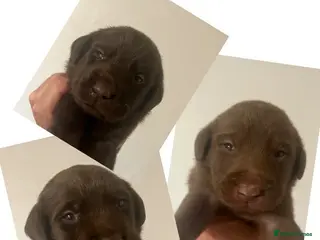 Labrador Retriever dogs KC CHOCOLATE LABRADOR PUPS HEALTH TESTED PARENTS - Advert 5