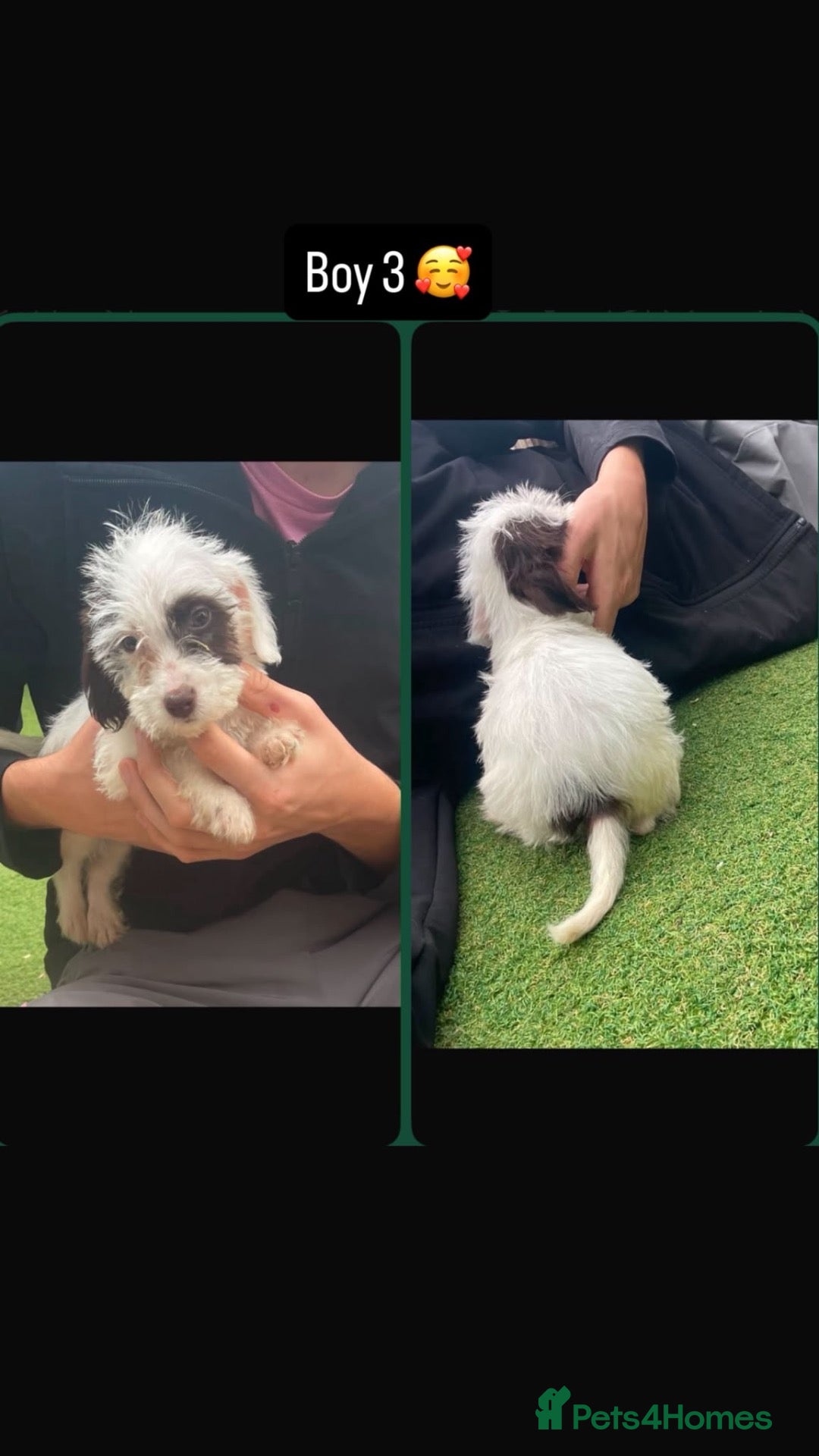 Mixed Breed dogs for sale: Maltese mixbreed - Advert 1