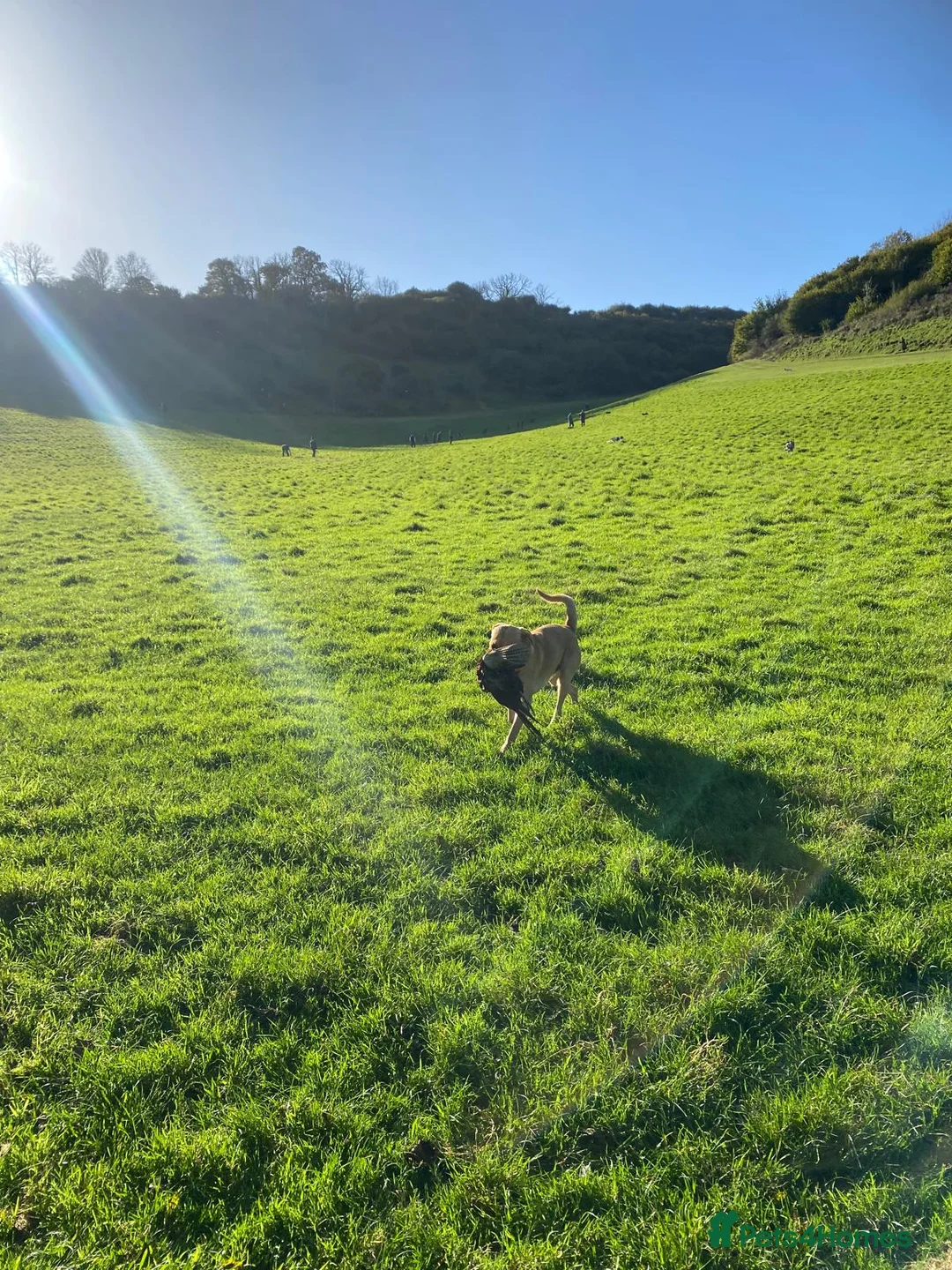 Labrador Retriever dogs for sale: Gorgeous Boy Labrador ( almost 3) - Advert 6