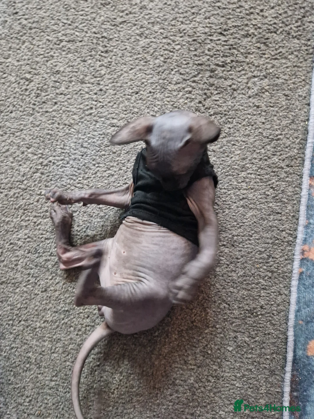 Sphynx cats for sale: Canadian Sphynx kittens - Advert 11