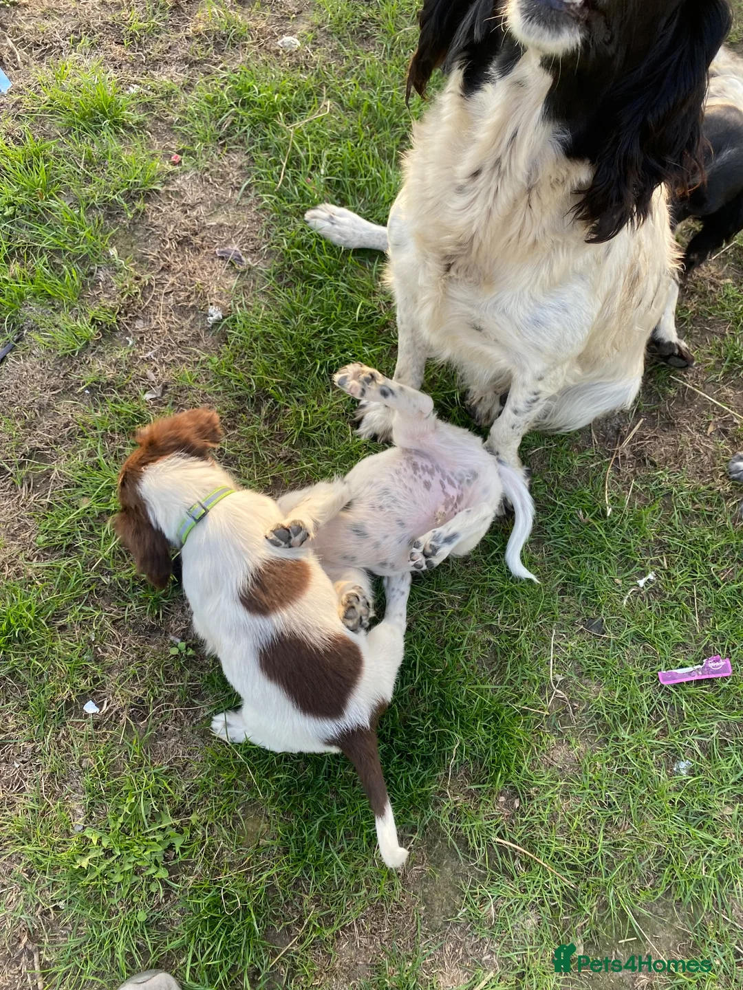 English Springer Spaniel dogs for sale: Springer Spaniel Puppies in Waterlooville - Advert 2