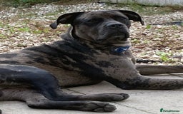 Mixed Breed dogs for sale: Cane corso x  - Advert 10