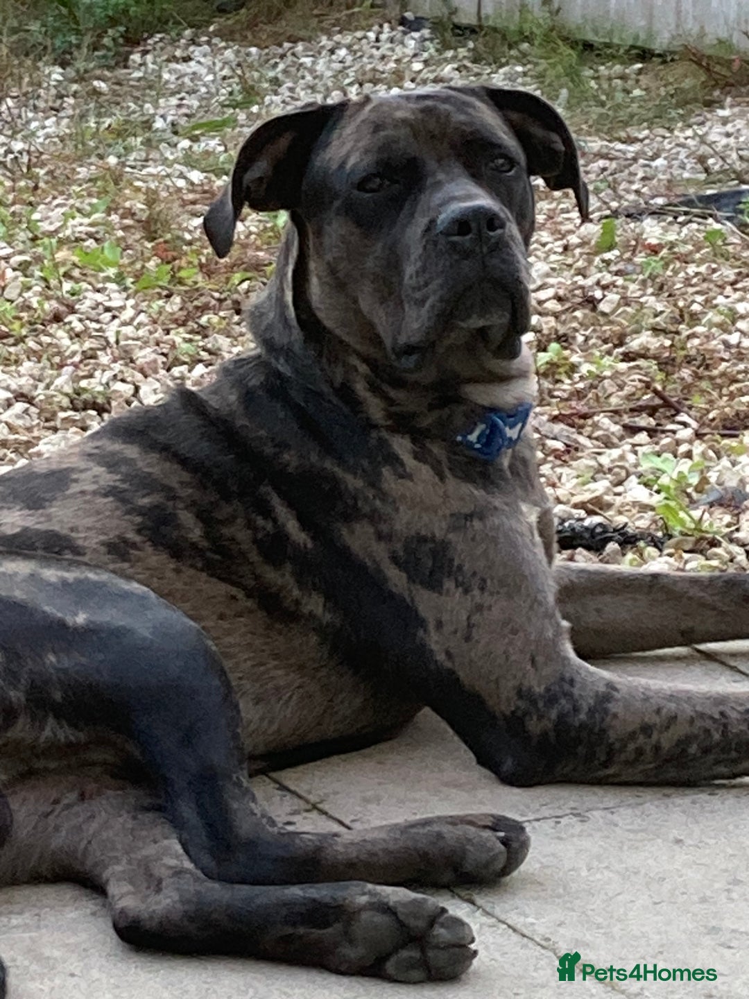 Mixed Breed dogs for sale: Cane corso x  - Advert 10