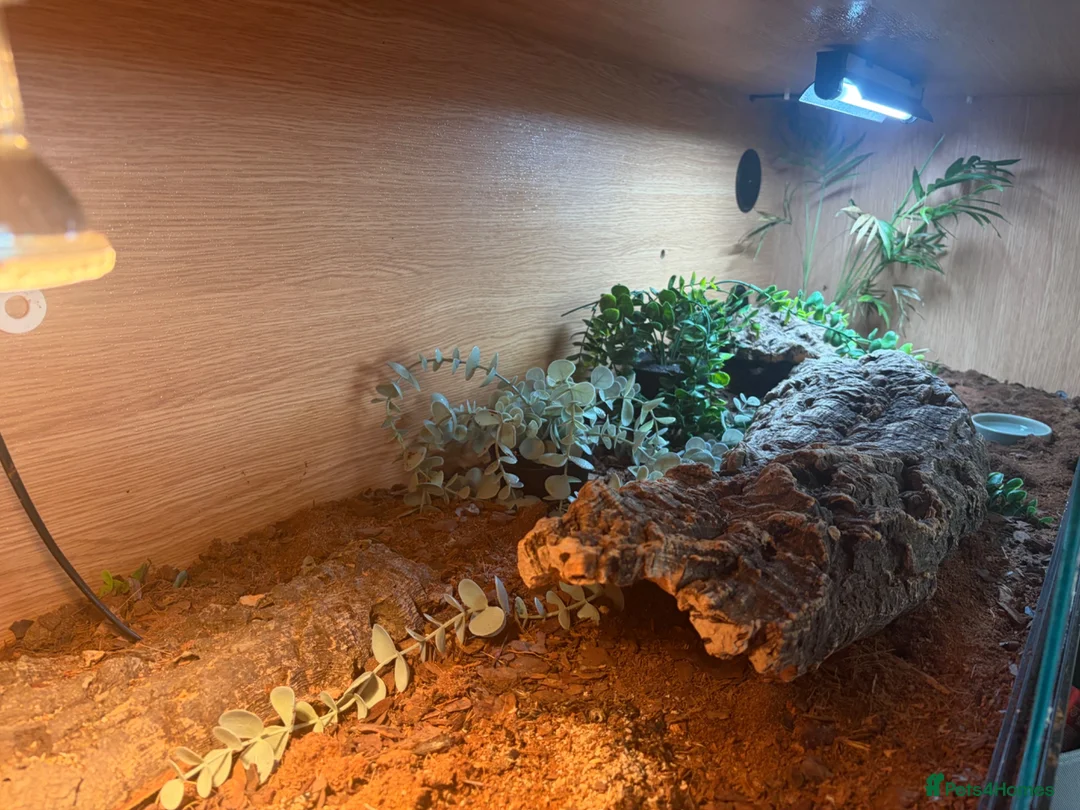 Gecko reptiles for sale: 4 African fat tailed geckos  in Weston-super-Mare - Advert 2