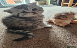 Scottish Fold cats for sale: RARE - Scottish Fold x Maine Coon Kittens!! - Image 5