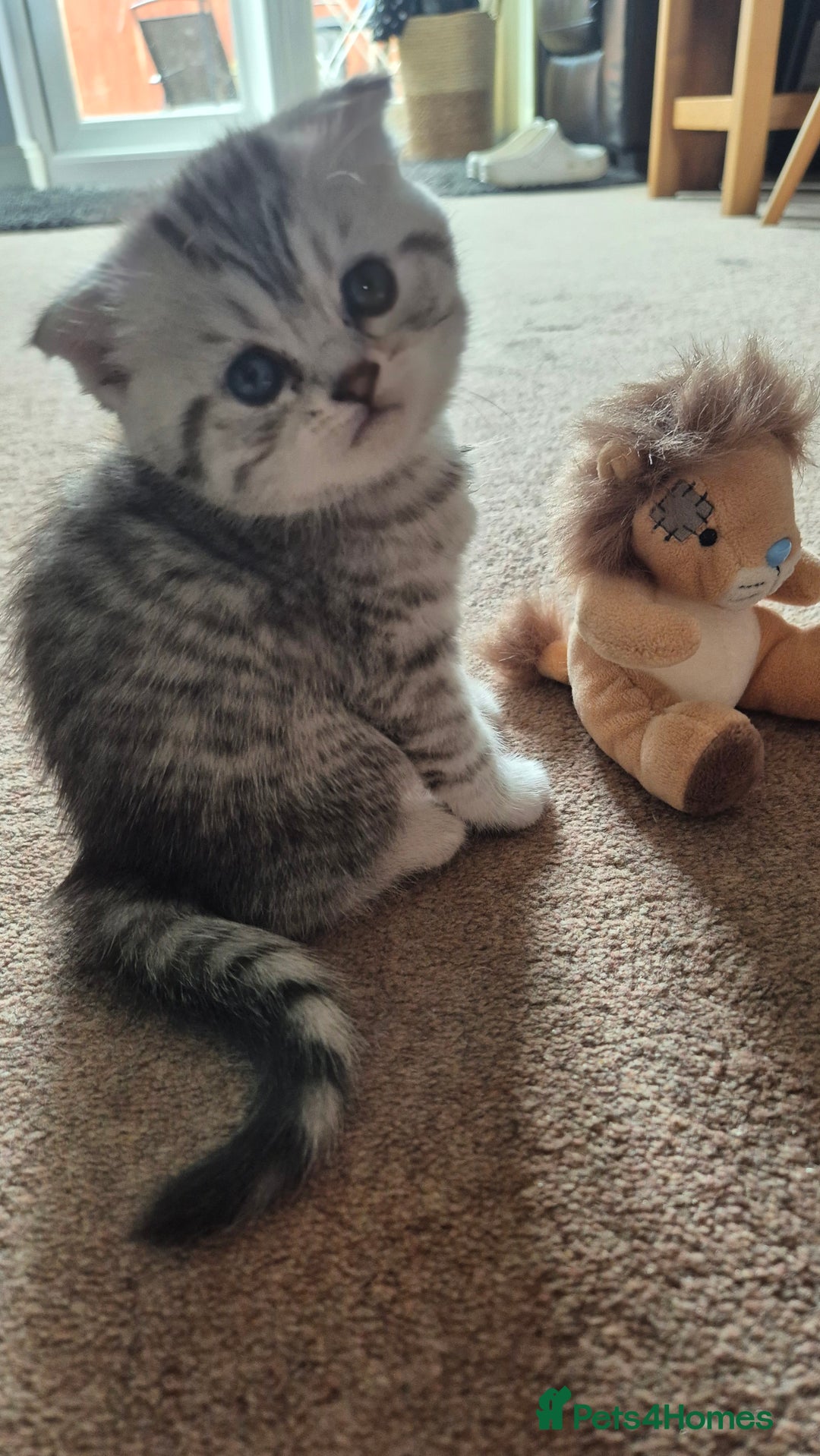 Scottish Fold cats for sale: RARE - Scottish Fold x Maine Coon Kittens!! - Image 5