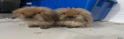 Mini Lion Lop rabbits for sale: 2 beautiful mini lion loop rabbits sister in Liverpool - Advert 6