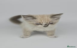 Ragdoll cats for sale: 🤍 STUNNING GCCF REGISTERED RAGDOLL KITTENS 🤍🤍 - Image 14