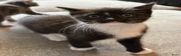 Mixed Breed cats for sale: Maine coon X kittens - Advert 6